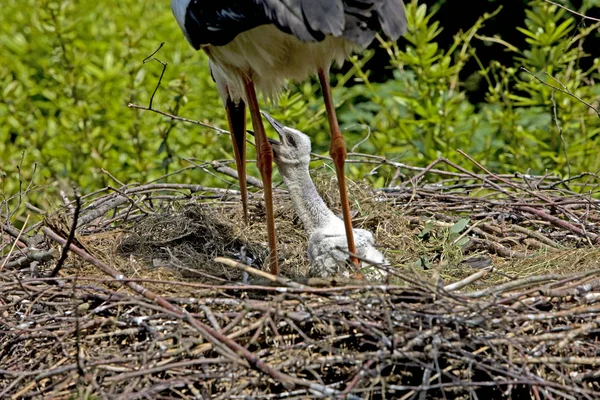 Beyaz Leylek Ciconia Ciconia Chick Nest Ile Yetişkin — Stok fotoğraf