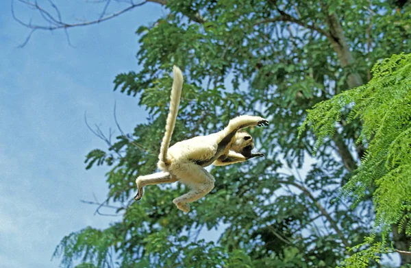 Verreaux Sifaka Propithecus Verreauxi Adult Jumping Madagascar — Foto Stock