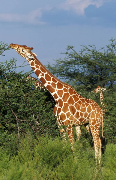 繰り返しキリン キリンCamelopardalis Reticata 大人食べるアカシアの葉 ケニアのSamburu公園 — ストック写真