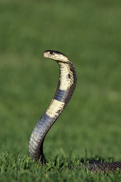 Cobra Indien Naja Naja Espèce Vénéneuse — Photo
