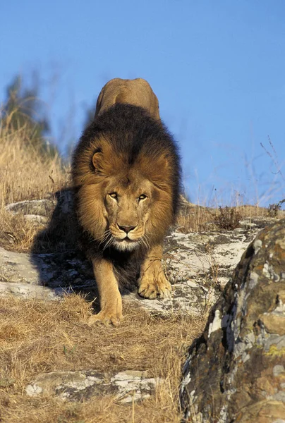 African Lion Panthera Leo Male Standing Rocks — Stock Photo, Image