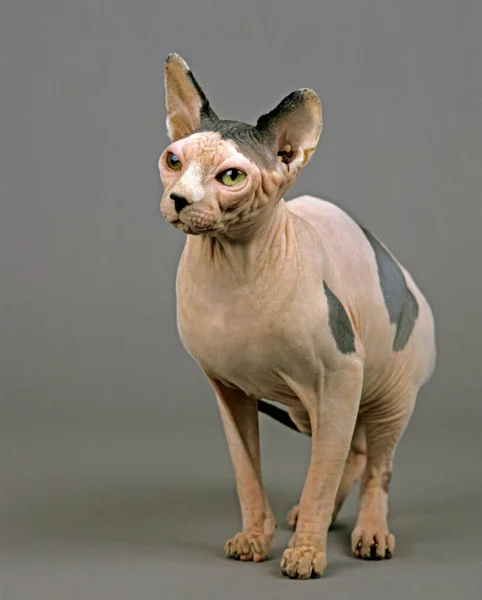 Kot Domowy Sphynx Kot Bez Włosów Dorosły Stojący Szarym Tle — Zdjęcie stockowe
