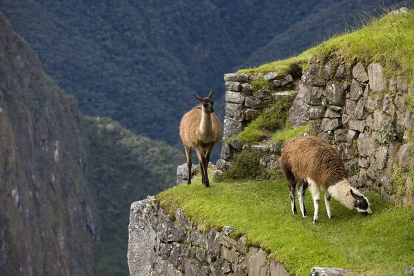 Lama Lama Glama Vuxna Den Förlorade Staden Inkas Machu Picchu — Stockfoto