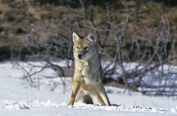 Coyote Canis Latrans Adultos Pie Sobre Nieve Montana —  Fotos de Stock