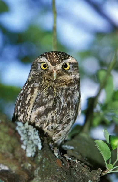 Little Owl Athene Noctua Adulto Branch Normandia — Fotografia de Stock