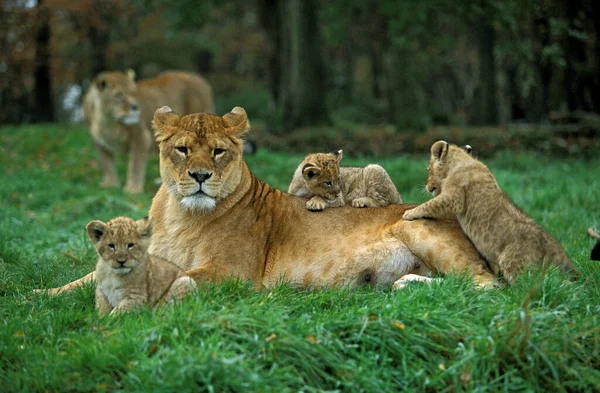 Lion Africain Panthera Leo Femme Avec Louveteau — Photo