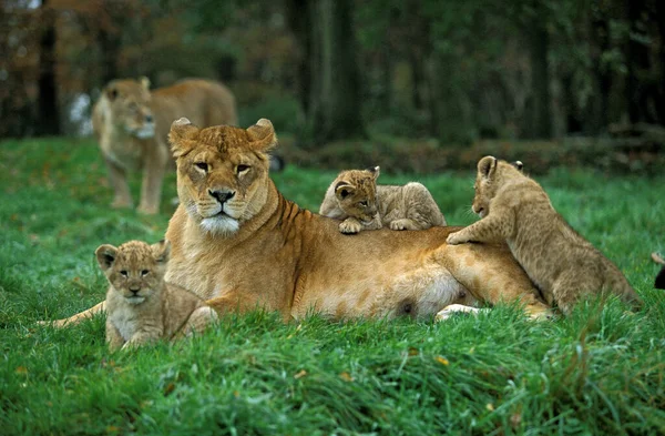 Afrikanischer Löwe Panthera Leo Weibchen Mit Jungtier — Stockfoto