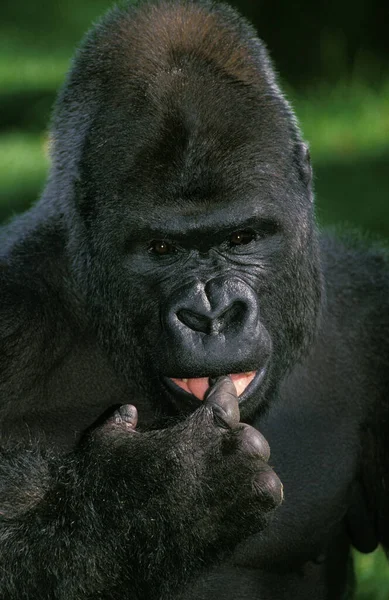 Gorille Gorille Gorille Portrait Dos Argenté Homme Adulte Visage Drôle — Photo