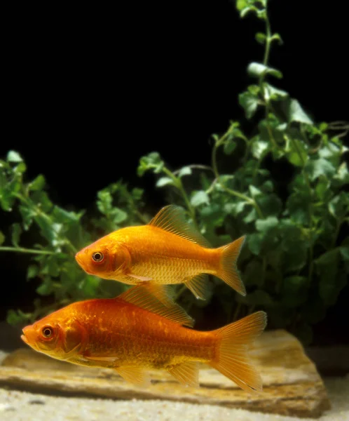 Japon Balığı Karasik Auratus Akvaryum Balıkları — Stok fotoğraf