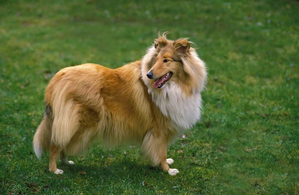 Collie Dog Standing Adulto Grassi — Foto Stock