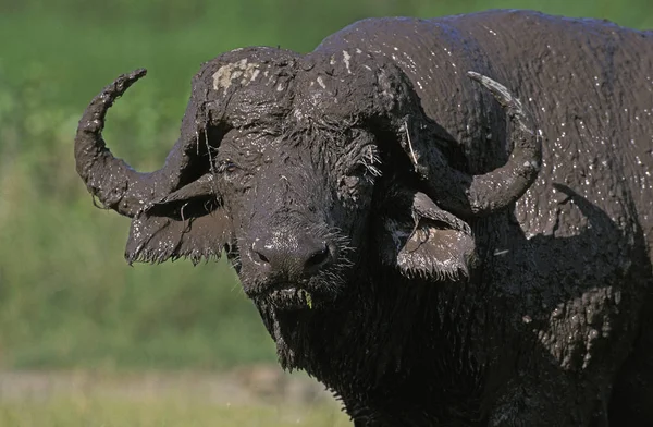 African Buffalo Syncerus Caffer Adult Having Mud Bath Serengeti Park — Stock Photo, Image