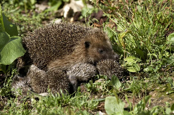 European Hedgehog Erinaceus Europaeus Fena Mláďaty Normandie — Stock fotografie