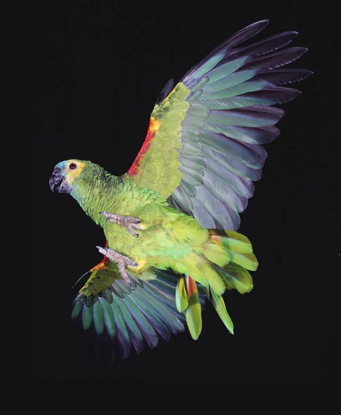 Blue Fronted Amazon Parrot Turquoise Fronted Amazon Parrot Amazona Aestiva — 스톡 사진