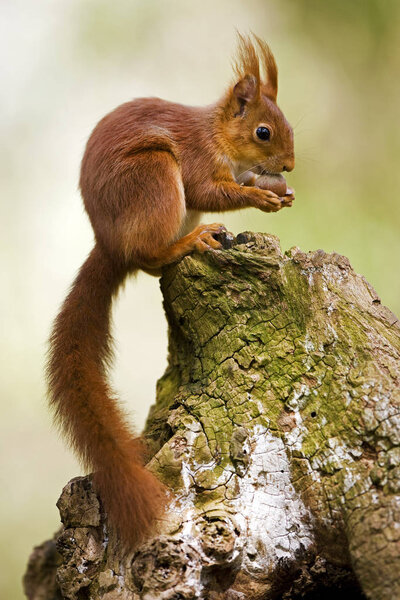Red Squirrel, sciurus vulgaris, Adult standing on Stump, Eating Hazelnut, Normandy  