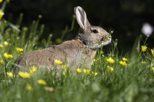 European Rabbit or Wild Rabbit, oryctolagus cuniculus, Adult standing in Yellow Flowers, Normandy