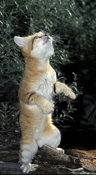 Sand Cat Felis Margarita Adult Berdiri Atas Kaki Hind — Stok Foto