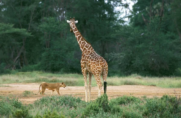 Giraffa Reticolata Giraffa Camelopardalis Reticulata Con Leone Panthera Leo Parco — Foto Stock