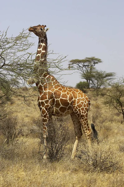 Reticulated Giraffe Giraffa Camelopardalis Reticulata Adult Eating Acacias Leaves Samburu — Stock Photo, Image