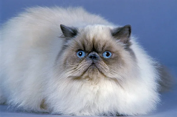 Himalayan Domestic Cat Adult Laying Blue Background — 图库照片