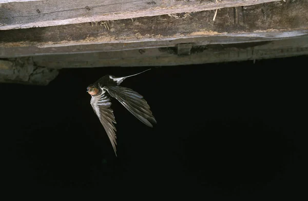 Barn Swallow Hirundo Rustica Vuxen Fligh Normandie Frankrike — Stockfoto