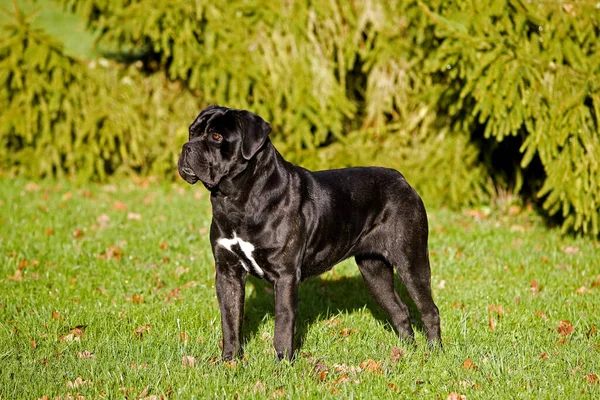 Cane Corso, İtalya 'dan gelen bir köpek, Çimlerin üzerinde duran bir yetişkin.  