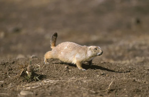 Pies Preriowy Czarnoogonowy Cynomys Ludovicianus Dorosły — Zdjęcie stockowe