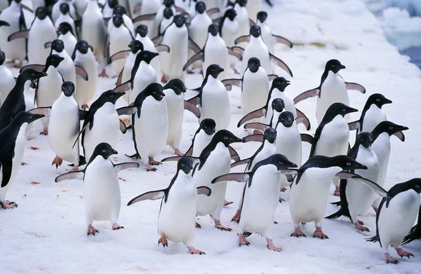 Адели Пингвин Pygoscelis Adeliae Колония Ледяном Поле Остров Огнем Антарктиде — стоковое фото