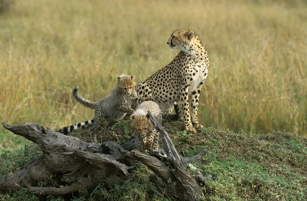 Cheetah Acinonyx Jubatus Female Cub Standing Termite Hill Masai Mara — Stock Photo, Image