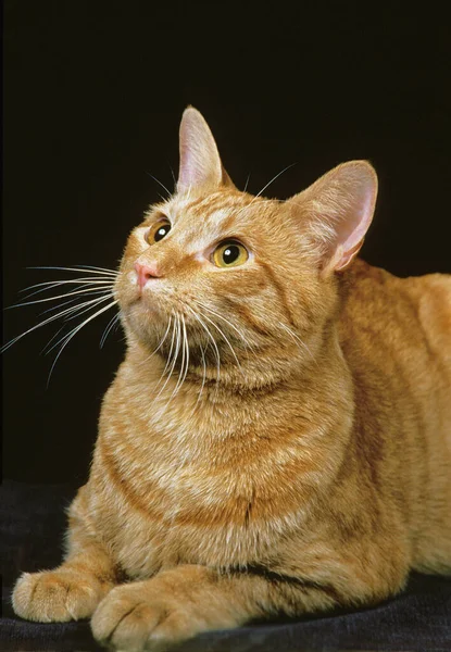 American Shorthair Εγχώρια Γάτα Ενηλίκων Κατά Μαύρο Φόντο — Φωτογραφία Αρχείου