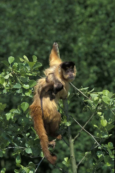 Capuchino Capa Negra Cebus Apella Hembra Llevando Young Espalda —  Fotos de Stock