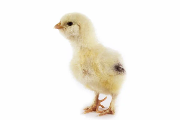 Domestic Chicken Chick White Background — 스톡 사진