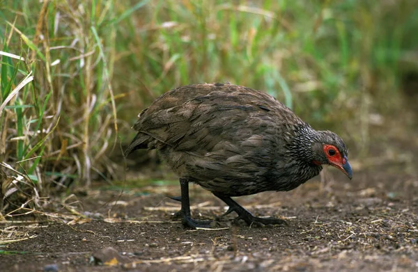 Francolin Francolinus Swainsonii Mężczyzna Kenia — Zdjęcie stockowe