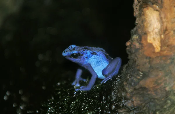 Rana Velenosa Blu Dendrobati Azureo Adulto — Foto Stock