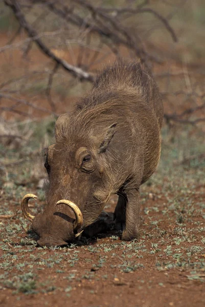 Warthog Phacochoerus Aethiopicus Long Tusks Hím Kenya — Stock Fotó