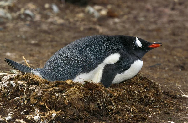 Gentoo Penguin Pygoscelis Papua Nidificação Adultos Ilha Livingstone — Fotografia de Stock