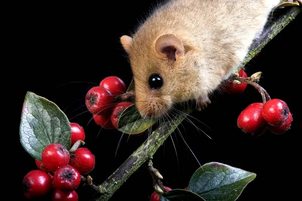 Dormouse Muscardinus Avellanarius Dorosły Stojący Gałęzi Jagodami Normandia — Zdjęcie stockowe