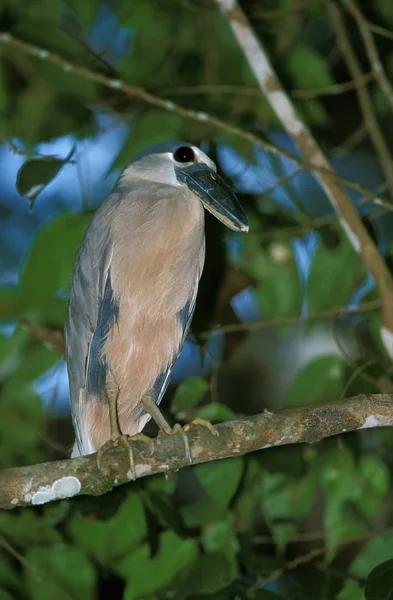 Boat Billed Heron Cochlearius Cochlearius Adult Standing Branch Costa Rica — стокове фото