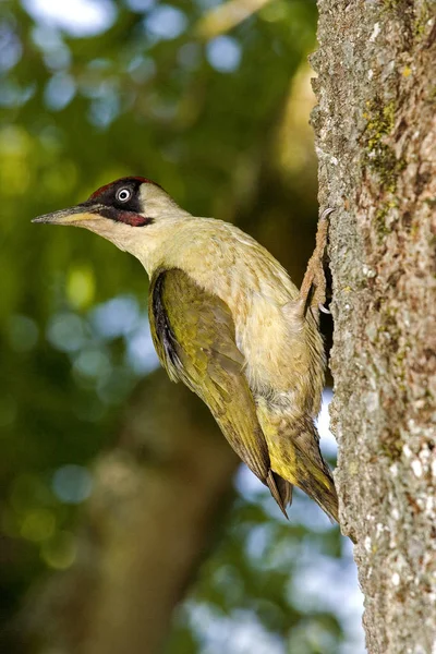 Green Woodpecker Picus Viridis Adult Standing Tree Trunk Normandy — Stock Photo, Image