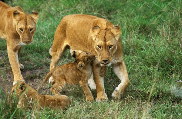 Afrikanskt Lejon Panthera Leo Kvinna Med Unge — Stockfoto