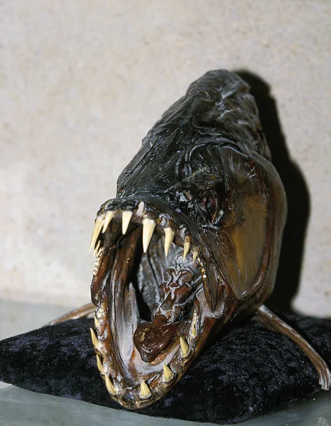 Tiger Fish Hydrocynus Goliath Γεμιστά Ψάρια Ανοιχτό Στόμα — Φωτογραφία Αρχείου
