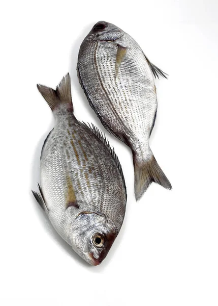 Grey Sea Bream Spondyliosoma Cantharus Fresh Fish White Background — Stock Photo, Image