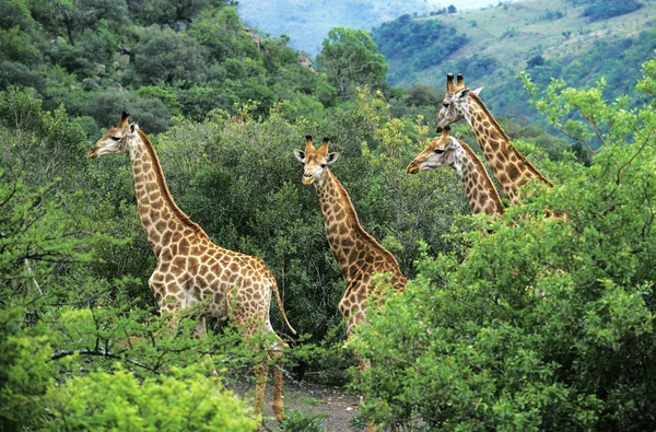 Girafa Rothschild Girafa Camelopardalis Rothschildi Rebanho Emergindo Bush Parque Nakuru — Fotografia de Stock
