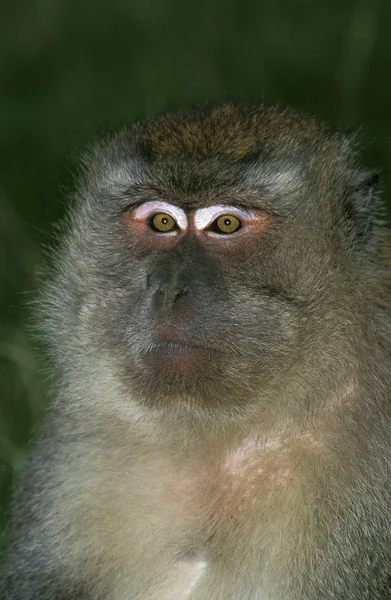 Macaco Cola Larga Macaca Fascicularis Retrato Adulto — Foto de Stock