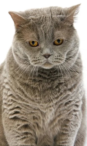 Lilac Self British Shorthair Domestic Cat Feminino Contra Fundo Branco — Fotografia de Stock