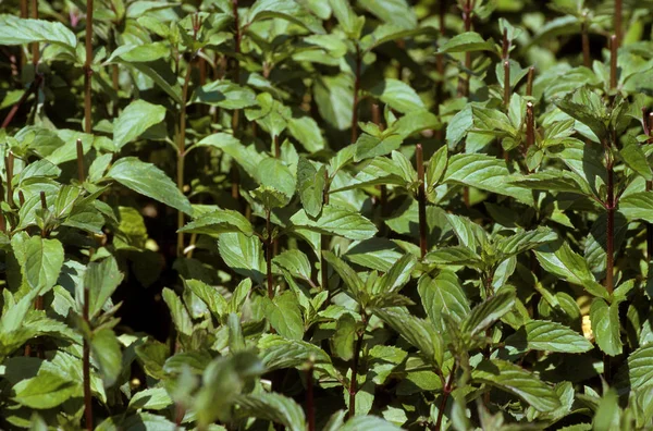 Peppermint Mentha Piperita Latar Belakang Alami — Stok Foto