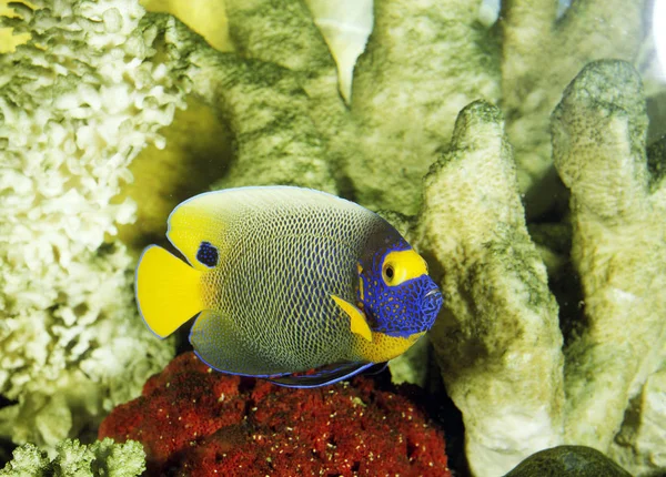 Blueface Angelfish Pomacanthus Xanthometopon Adulto Vicino Corallo — Foto Stock