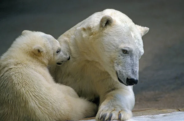 Polar Bear Thalarctos Maritimus Female Pup — Stock Photo, Image