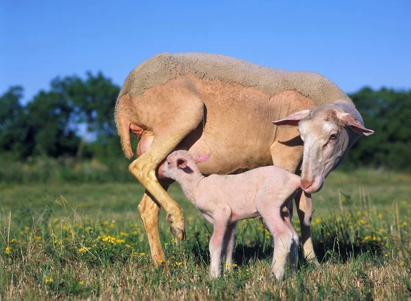 Domestic Sheep Ewe Lamb Suckling Standing Meadow — Stock Photo, Image