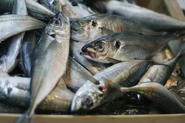 Taggmakrill Tachurus Trachurus Färsk Fisk Fishmongers Butik — Stockfoto