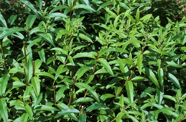 Borsmenta Menta Piperita Természetes Háttér — Stock Fotó